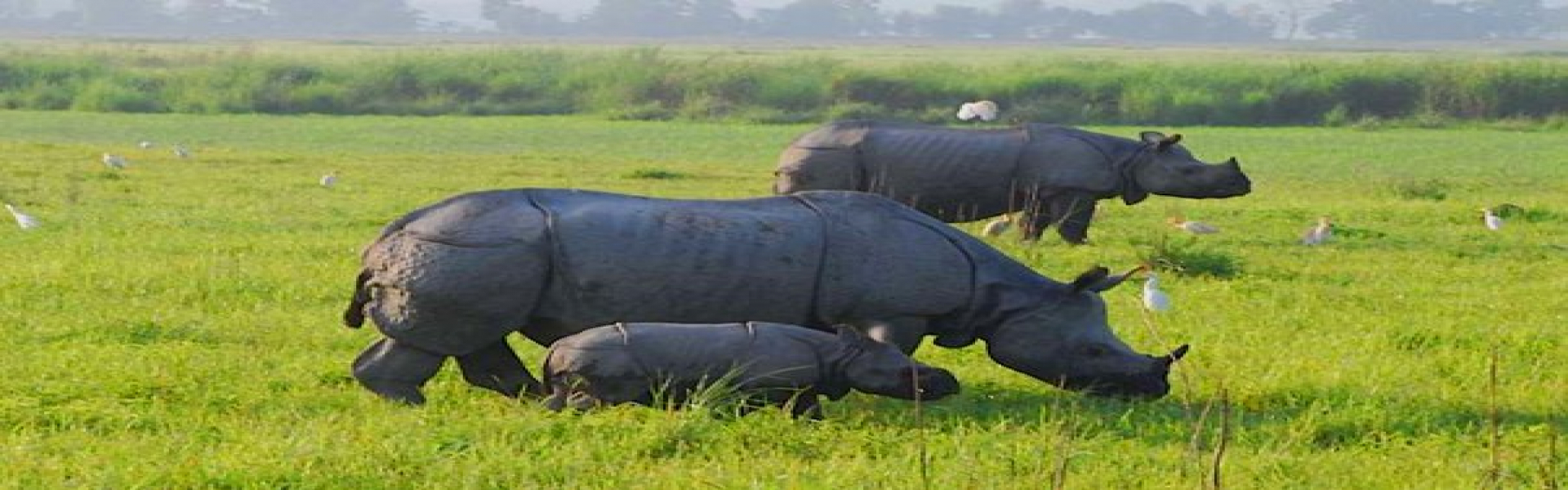 kaziranga national park