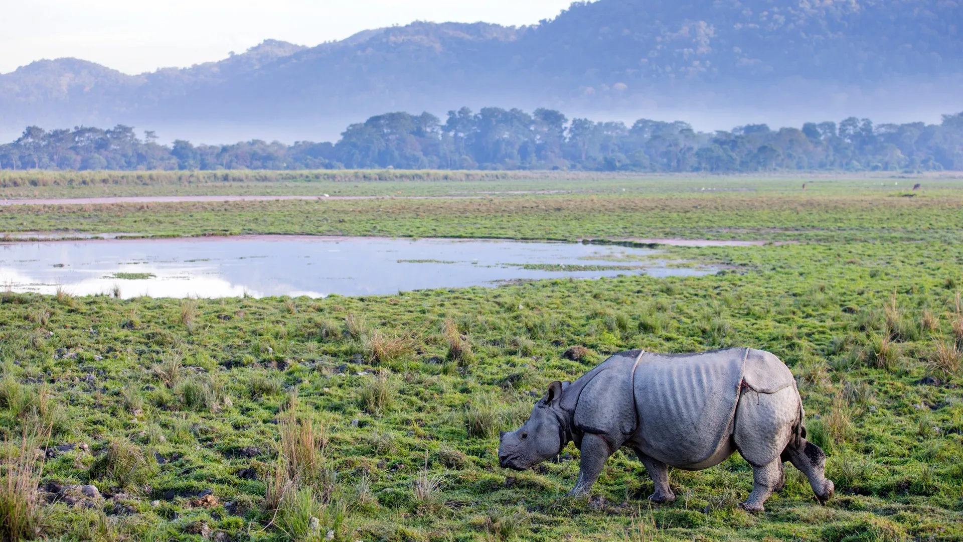 kaziranga national park